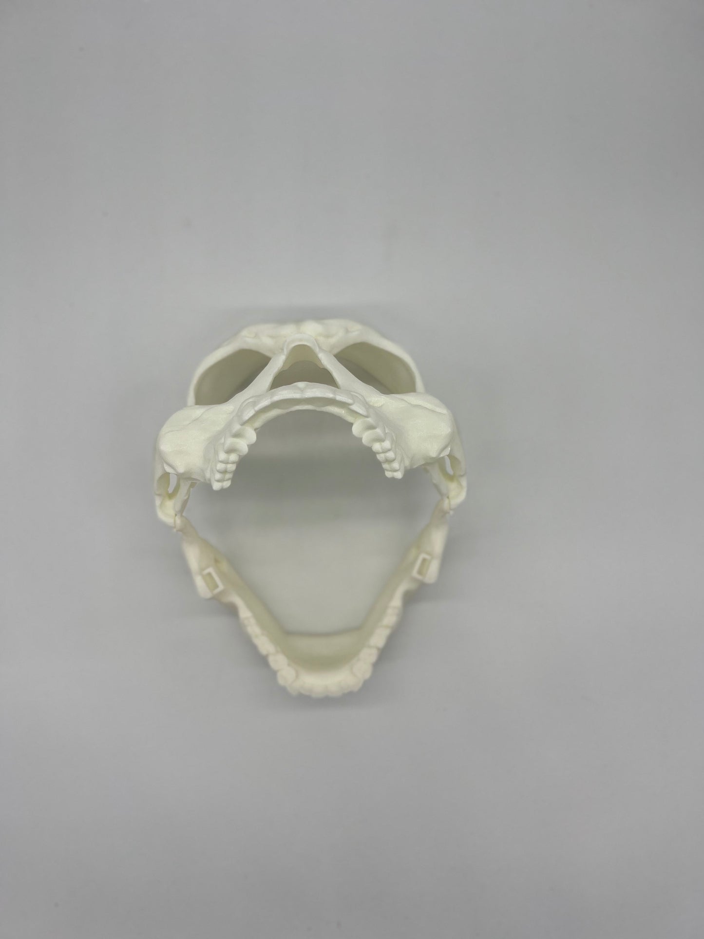 Skull Halloween Mask