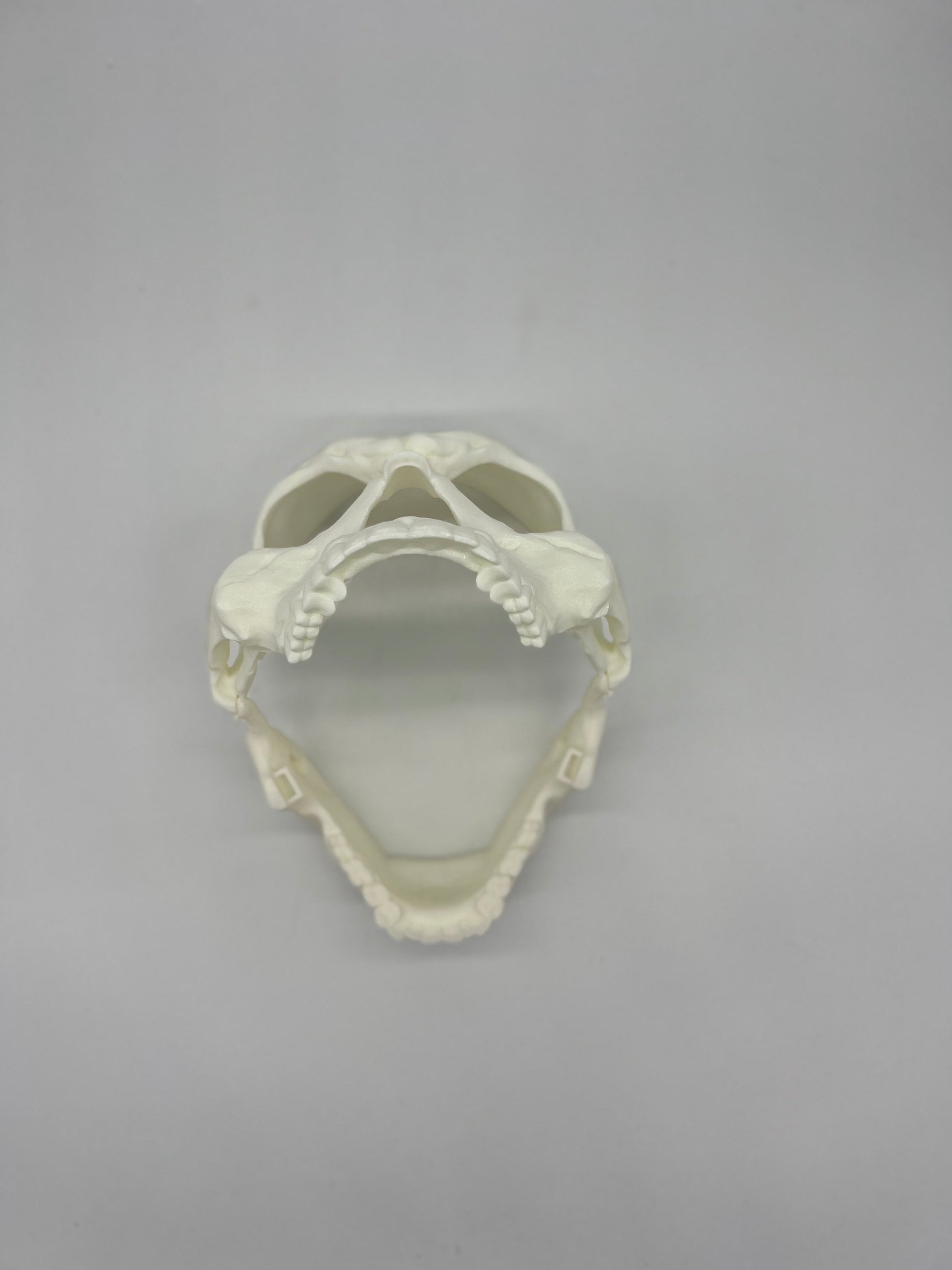 Skull Halloween Mask